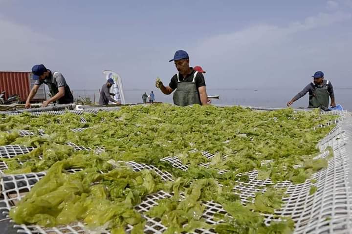 تطور صناعة تثمين الطحالب البحرية في تونس: الريادة والاستدامة Tunisie