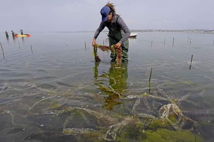 تطور صناعة تثمين الطحالب البحرية في تونس: الريادة والاستدامة Tunisie