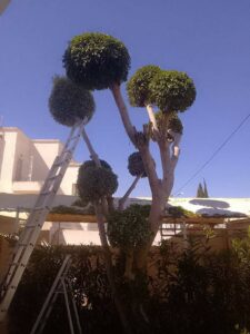 Améliorez votre jardin avec les services de Lotfi Delaii dans la banlieue nord de Tunis Tunisie